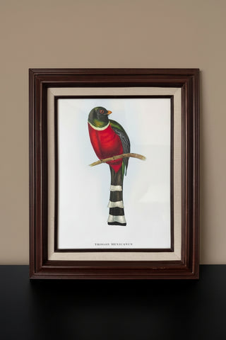 Framed Bird Print | Trogon Mexicanus