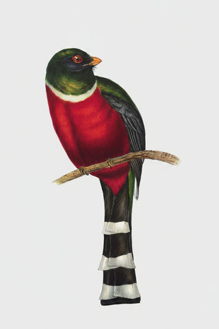 Framed Bird Print | Trogon Mexicanus